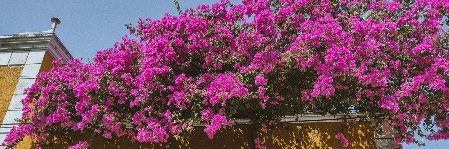 plasticbbeach's profile banner image