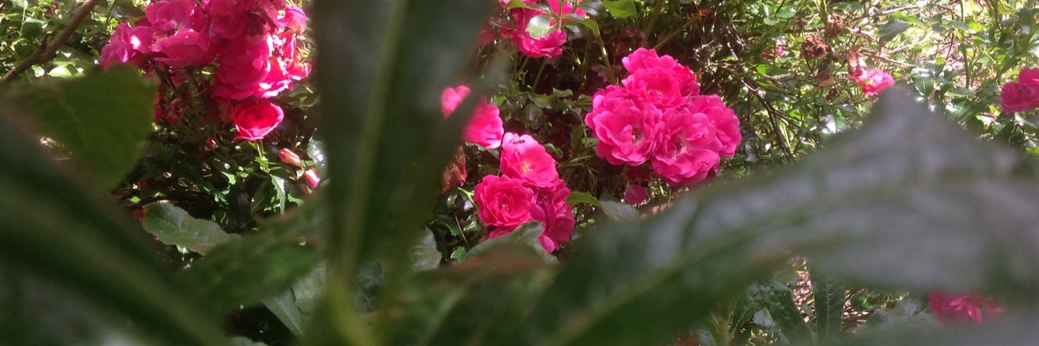 Sue_Purden's profile banner image