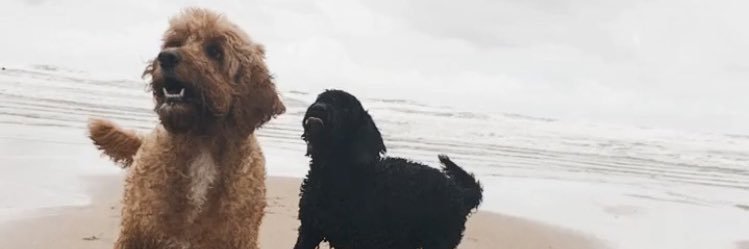 𝐂 𝐇 𝐋 𝐎 𝐄  𝐄 𝐋 𝐋 𝐈 𝐎 𝐓 banner