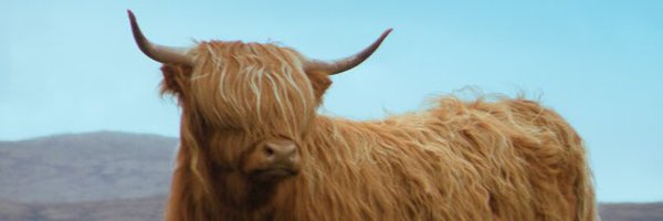 Highland_Cows Profile Banner