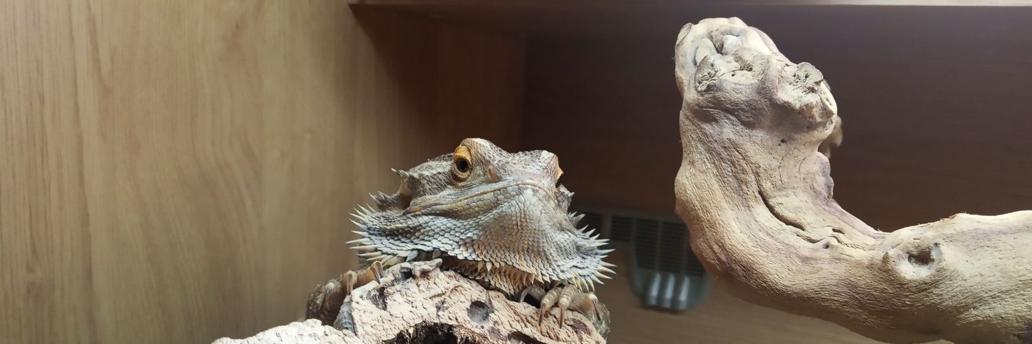 lukan (still here) banner