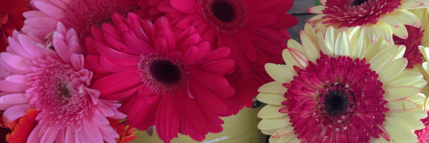SheyanneSchmidt's profile banner image