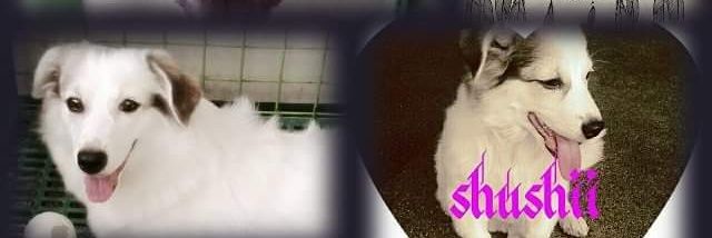 LQ_SerTen's profile banner image