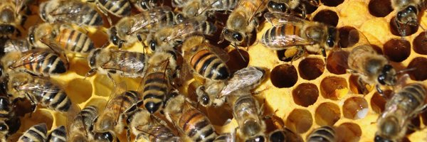britishbee Profile Banner