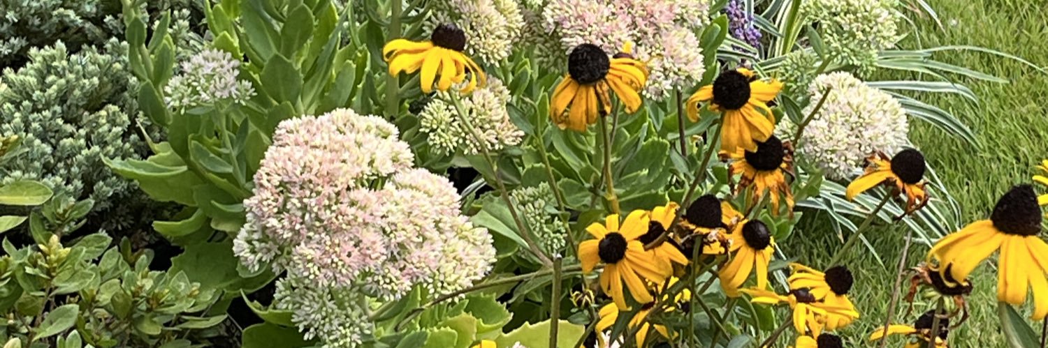 harrietswhite's profile banner image