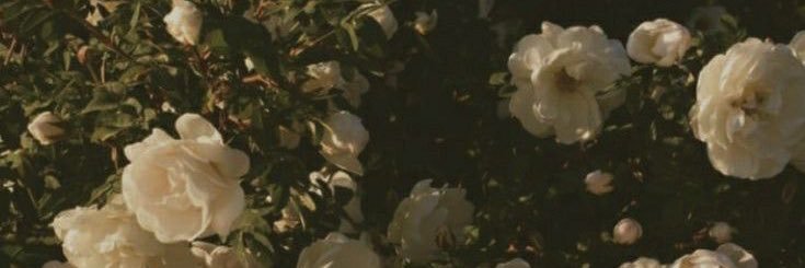 MelissaRees_'s profile banner image