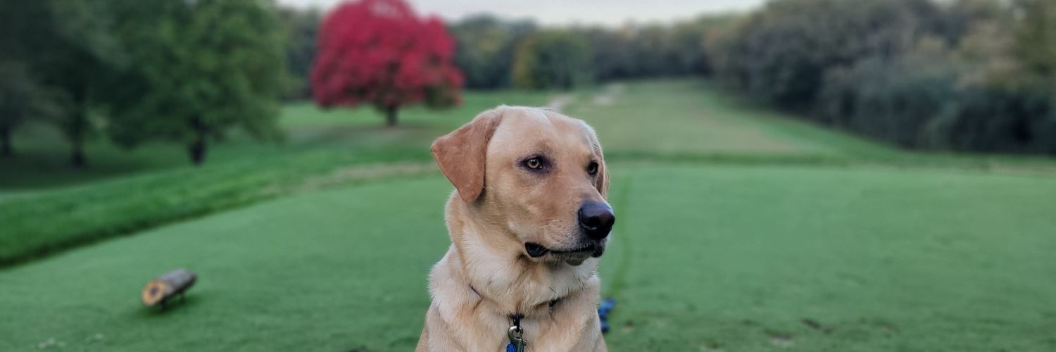 Trevor S. Ryan banner