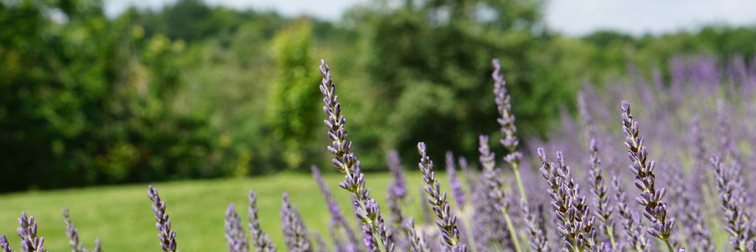 CeDphoto's profile banner image