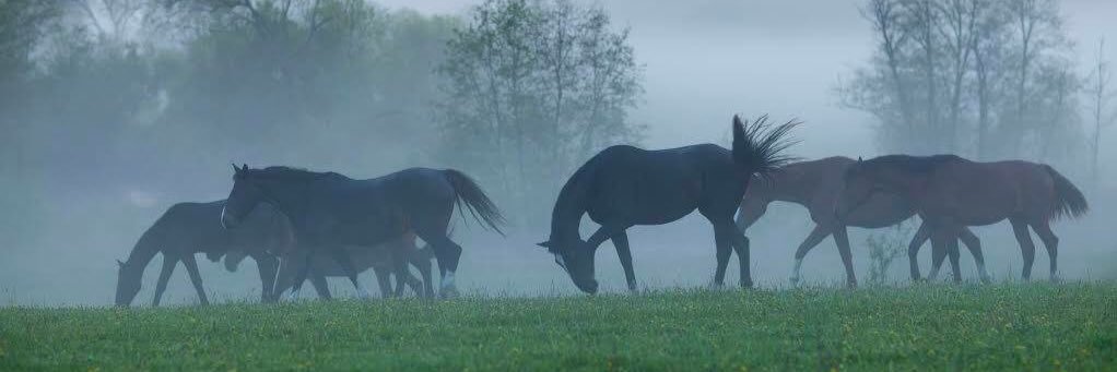 Equiderma's profile banner image