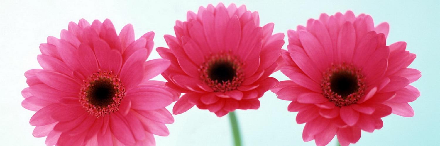 Sarah_Paronich's profile banner image