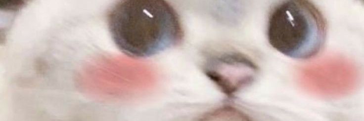 MidnasToyBox's profile banner image