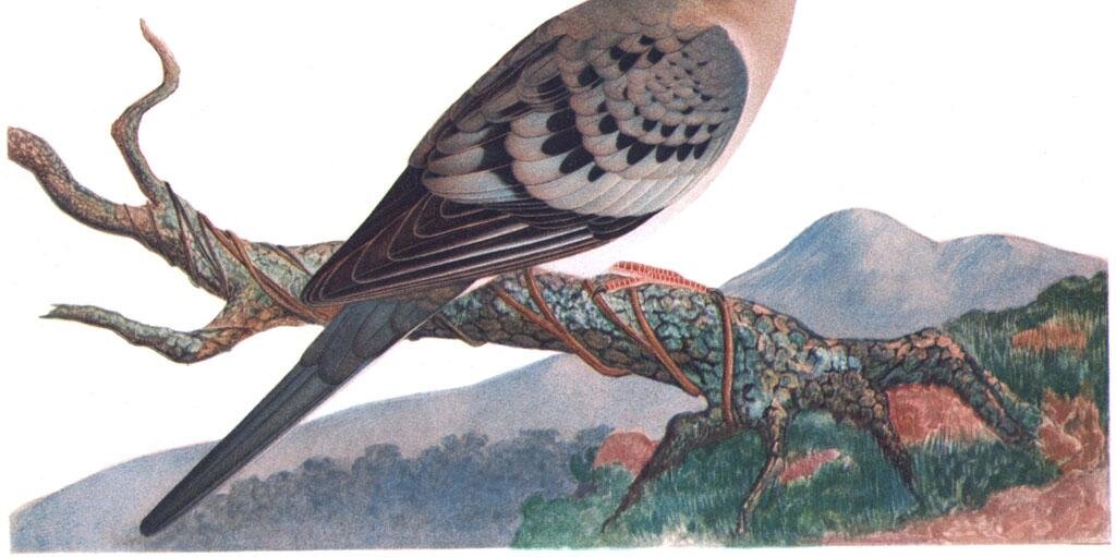 PigeOns banner