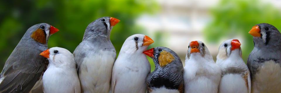 FarmFinch's profile banner image