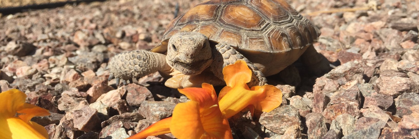Tortoise_Group's profile banner image