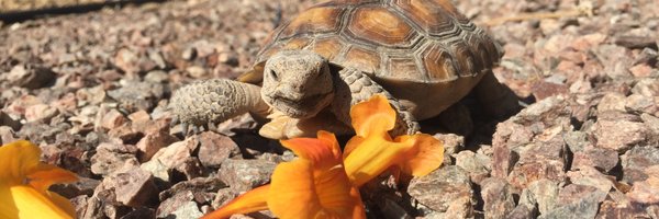 Tortoise_Group Profile Banner