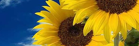 Chechu 🌻 banner