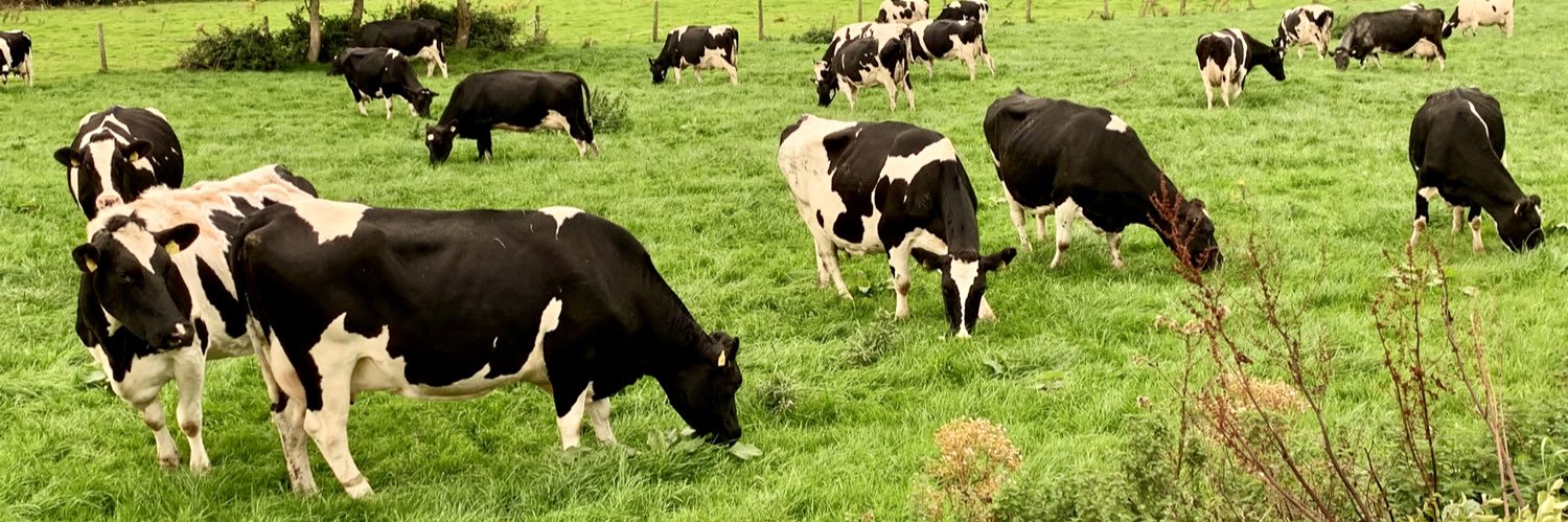 Les O'Gorman 💙☘️🇮🇪🇪🇺 banner