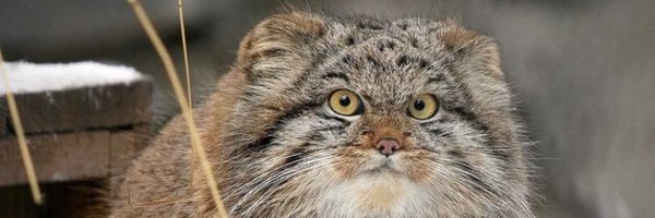 dickdenham_ Profile Banner