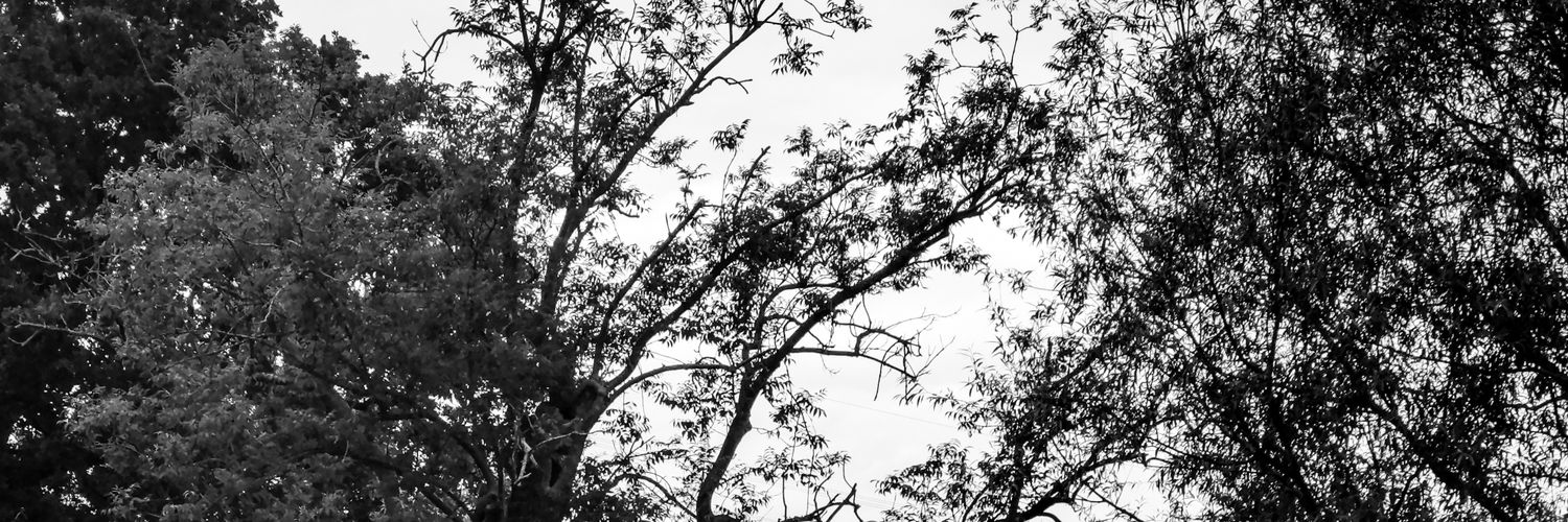 rob_eberlein's profile banner image