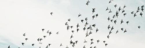 Fiukmeuvicio1's profile banner image