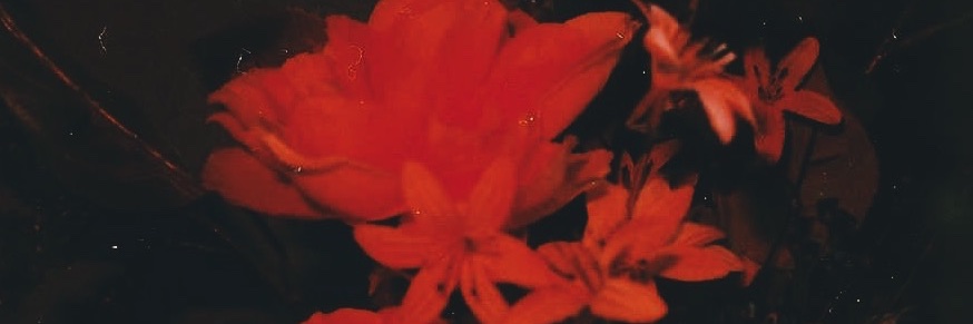 thisisNINALUNA's profile banner image
