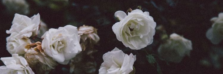 asdfmveioq's banner