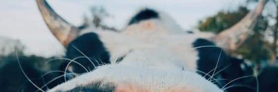 candepelaezz's profile banner image