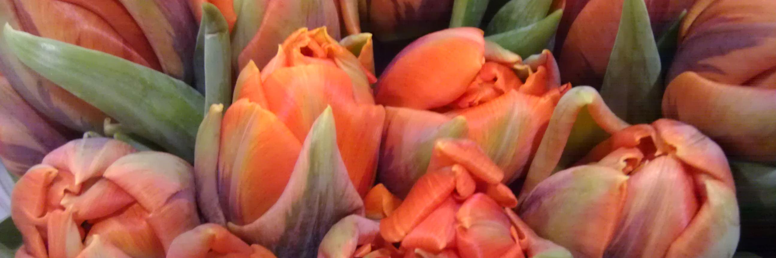 Valerie Sanchez banner