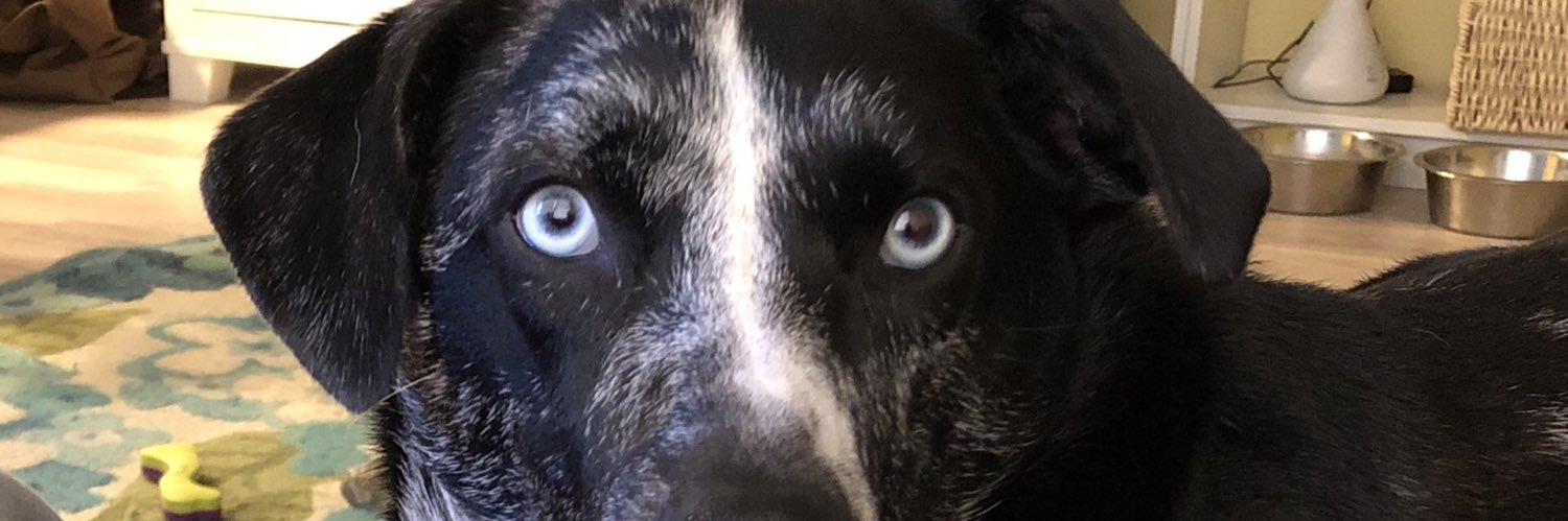 Gabriel E. Guzman banner