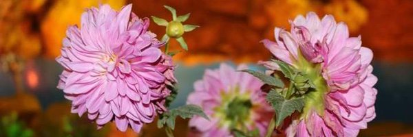 UmairIslamMemon Profile Banner