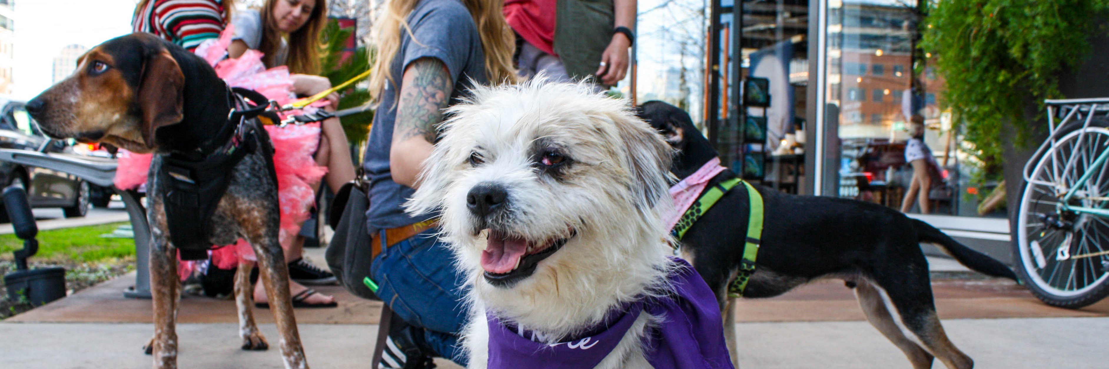 AnimalsOfAustin's profile banner image