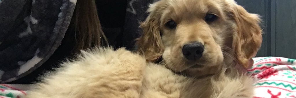 taylorcallie's profile banner image