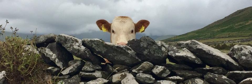 MsGagen's profile banner image