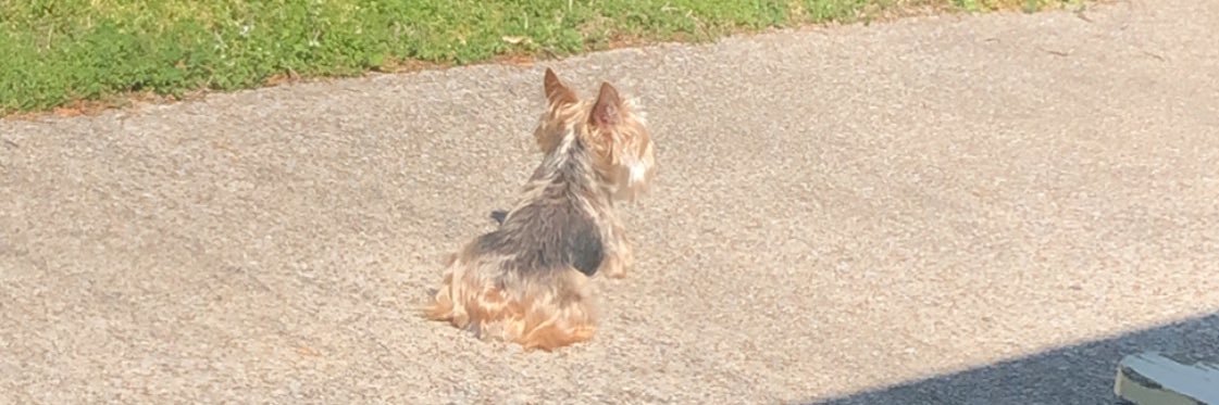 Dach 👨‍🍳🫨 banner