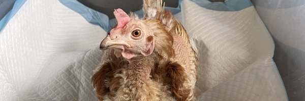 JoninaTurzi Profile Banner