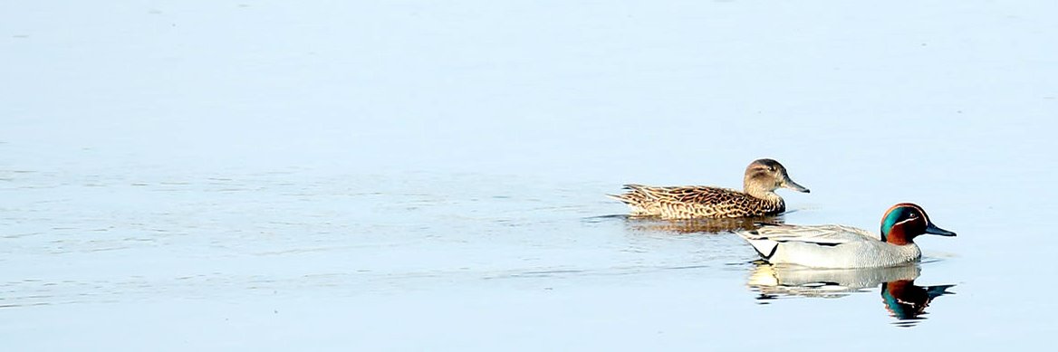 Graham Ramsay banner