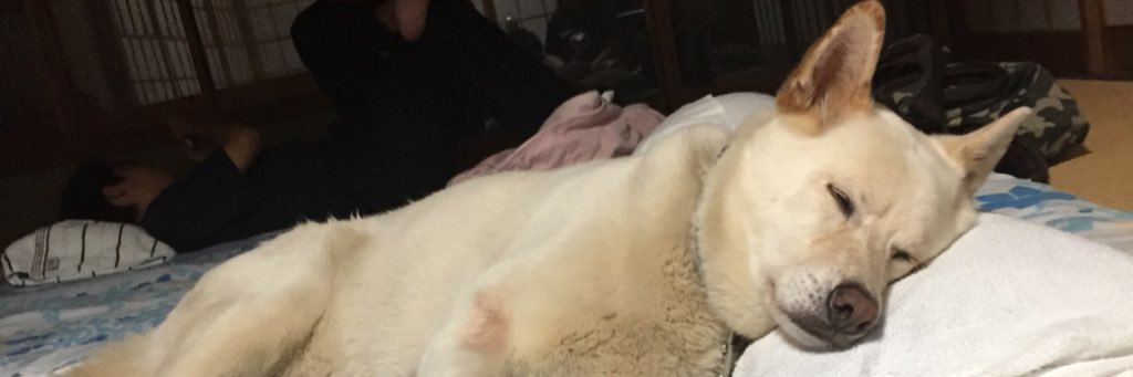 whitebeast101's profile banner image