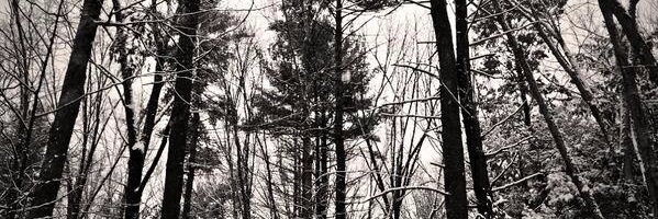 cgiebner's profile banner image