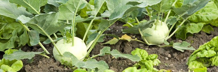 kohlrabi enjoyer 😊 banner