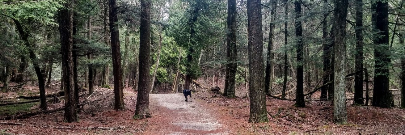 Bernard Pickard banner