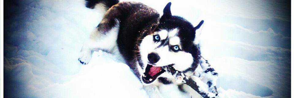 Sabrina Bradley banner