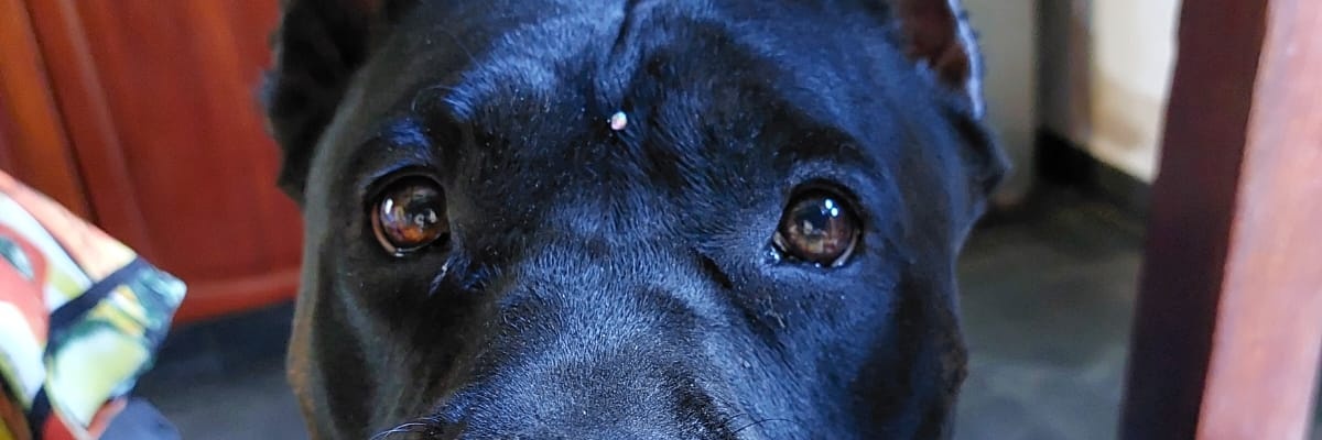 PipiCampo's profile banner image