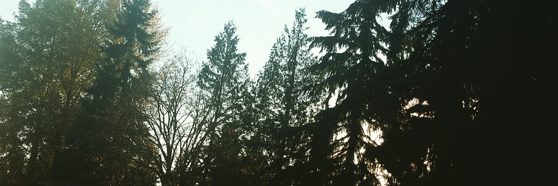 DavidShrauger's profile banner image