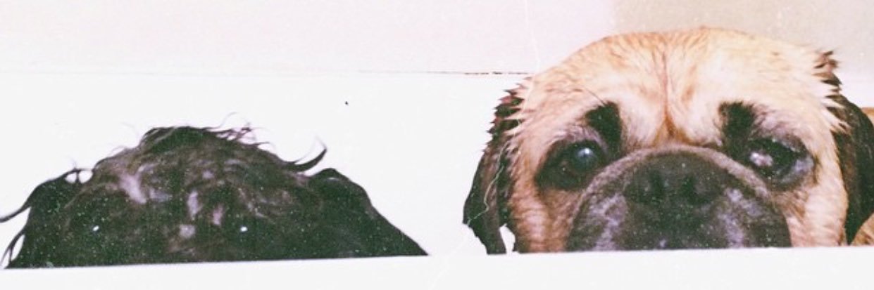 Lucipurrr__'s profile banner image