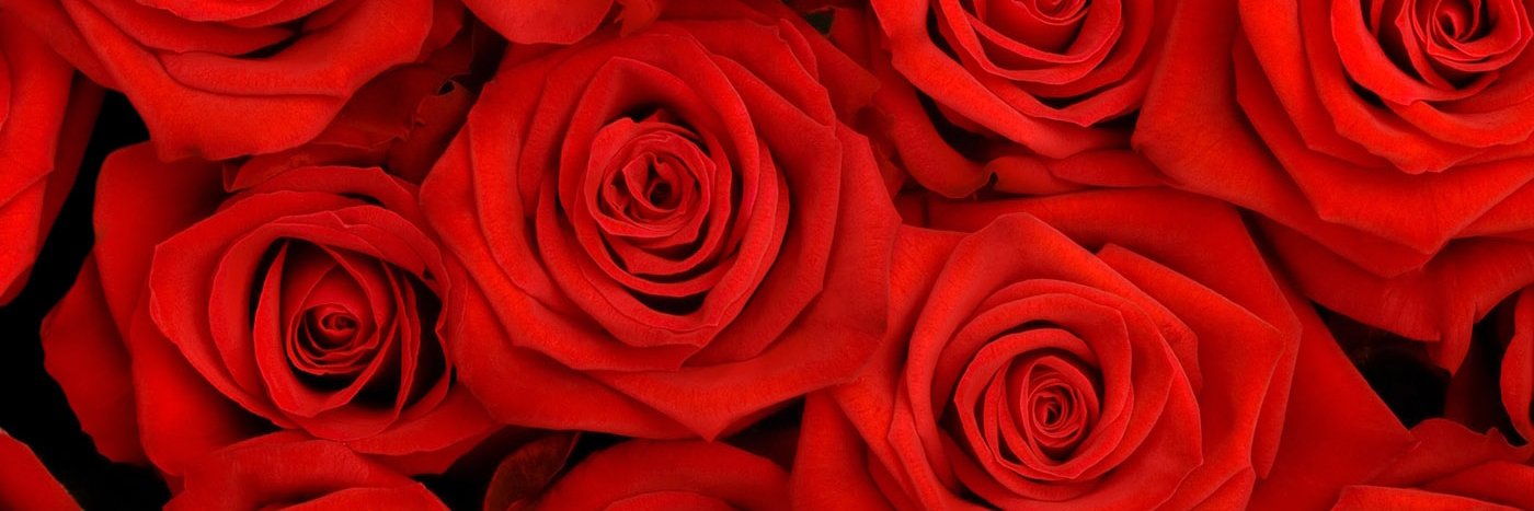 yrosees's profile banner image