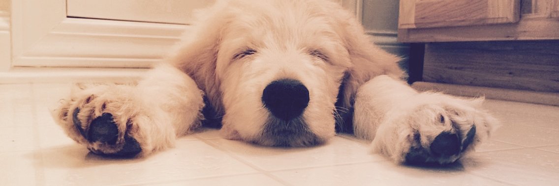 peej_packer's profile banner image