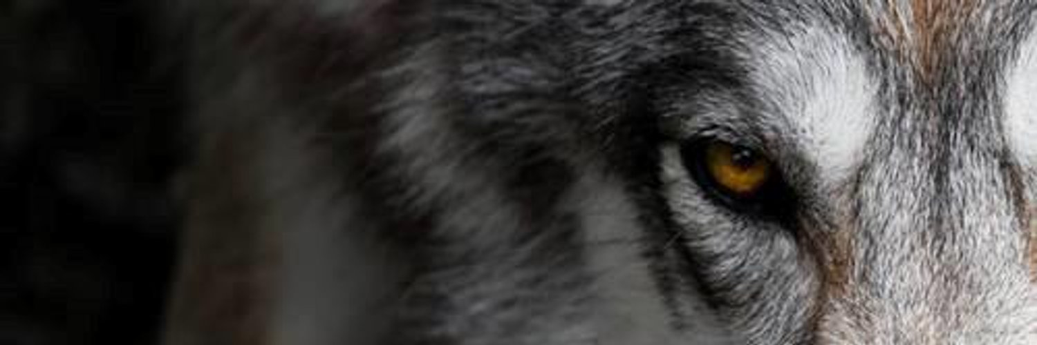 María Sender 🐺🇮🇪🔻💜 🌈 🍉 banner