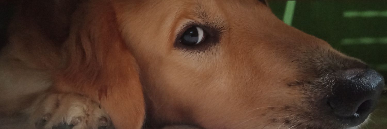 Eeecab's profile banner image