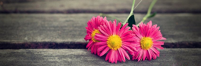 elifcoskun55's profile banner image