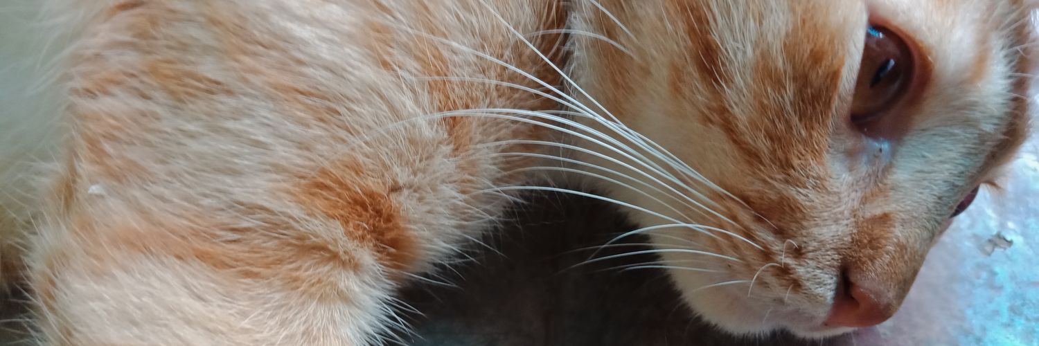 meow banner